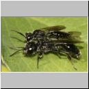 Pemphredon sp Grabwespe 03a 7-9mm.jpg